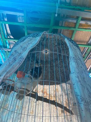 Nói kêu la,chịu không nổi.Thanh lý thôi. Mua bán Chim tại Quận Tân Phú Tp Hồ Chí Minh được đăng bởi cóc xoè