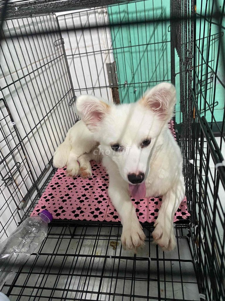 bán bé cún như hình. Mua bán Chó tại Huyện Bình Chánh Tp Hồ Chí Minh được đăng bởi long hình 1