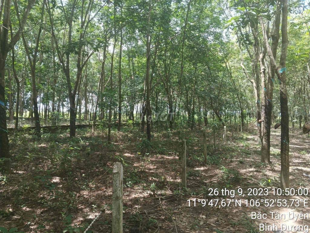 Ngân hàng phát mãi lô đất 1,5368m2 MT Tân Định 26 hẻm ô tô- giá tốt. Mua bán đất tại Huyện Bắc Tân Uyên Bình Dương được đăng bởi Dương Chuyên tài sản Thanh lý Ngân hàng hình 4
