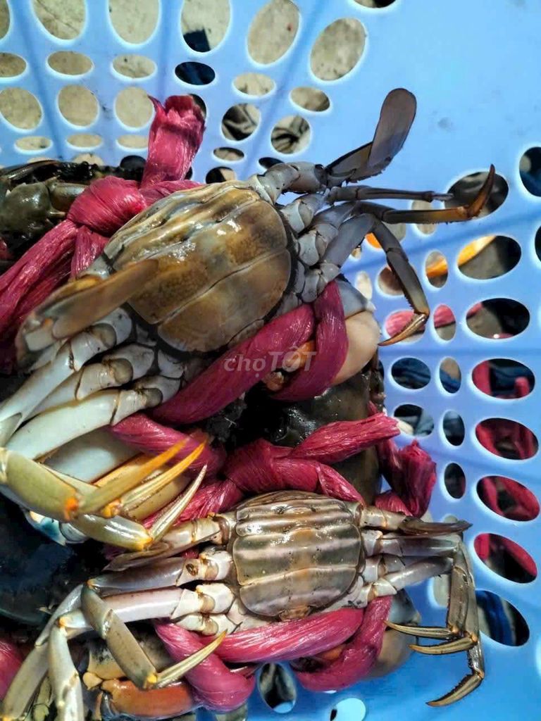 Hải Sản Cà Mau. Mua bán Đồ ăn, thực phẩm và các loại khác tại Thành phố Cà Mau Cà Mau được đăng bởi Nguyễn Khánh Ly hình 1