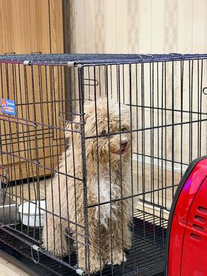 Chó Poodle nâu nhạt 6 tháng đã tiêm