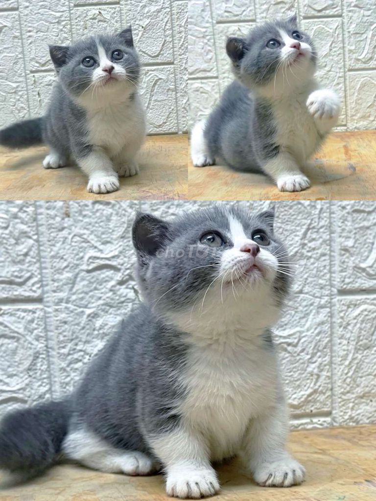 Mèo ALN thuần chủng chân ngắn tai cụp - gt CÁI. Mua bán Mèo tại Quận 8 Tp Hồ Chí Minh được đăng bởi Ngân Trần  hình 1