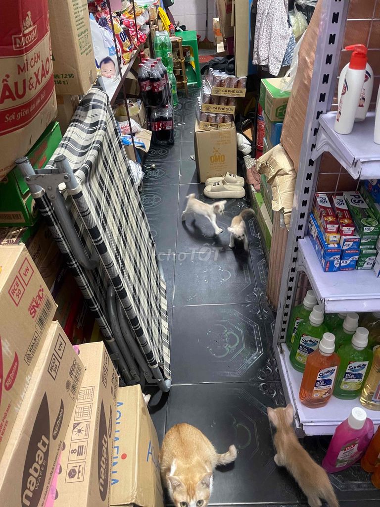 mèo nhà đẻ. Mua bán Mèo tại Thành phố Bắc Ninh Bắc Ninh được đăng bởi hiendo hình 1