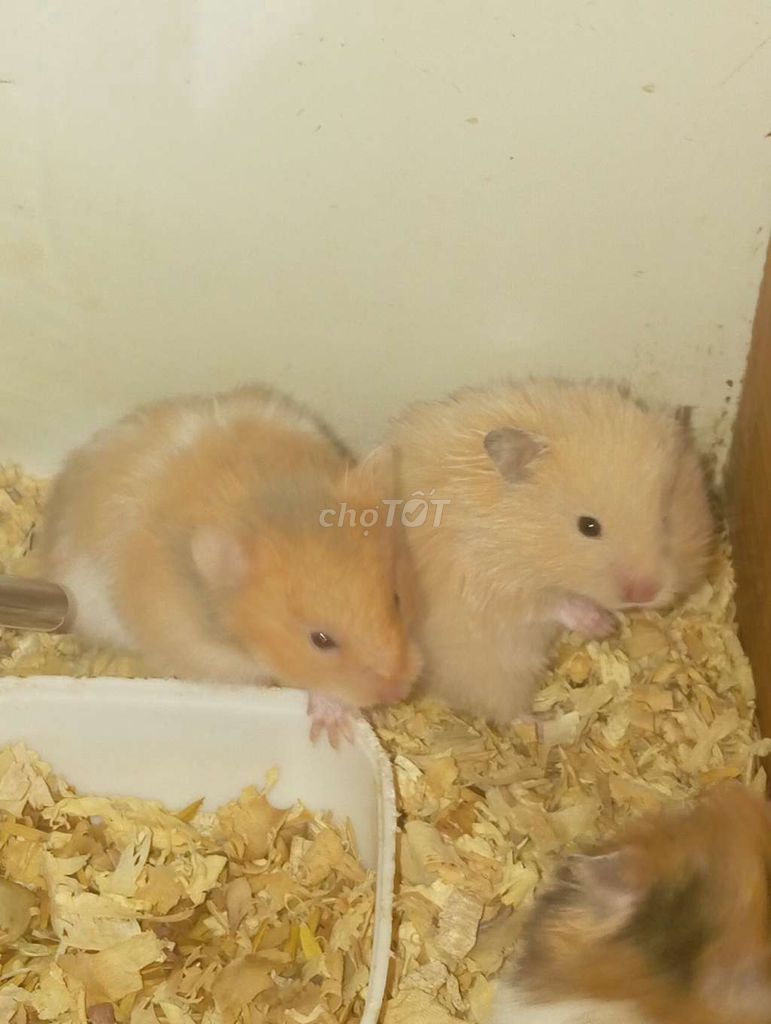 Chuột hamster các loại