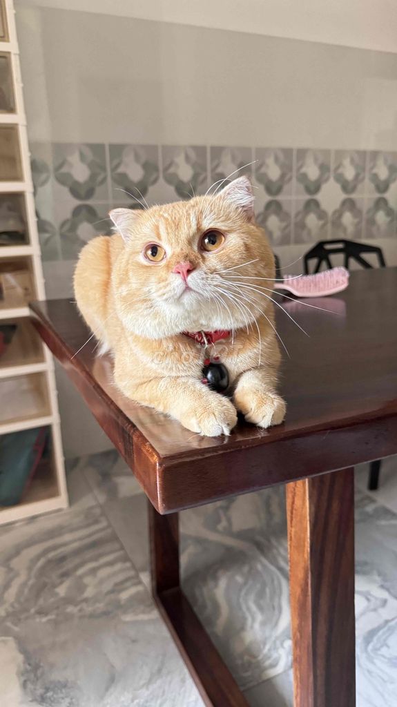 Mèo Golden đực. Mua bán Mèo tại Huyện Hóc Môn Tp Hồ Chí Minh được đăng bởi Hưng hình 1