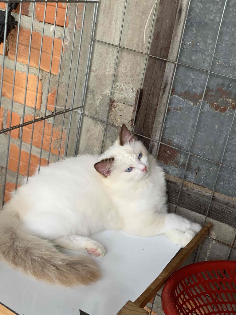 mèo Ragdool thuần