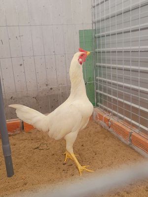 Thái mỹ tơ 4 tháng rưỡi. 1k7 1k8. Mua bán Gà tại Huyện Trà Cú Trà Vinh được đăng bởi Gà Con 