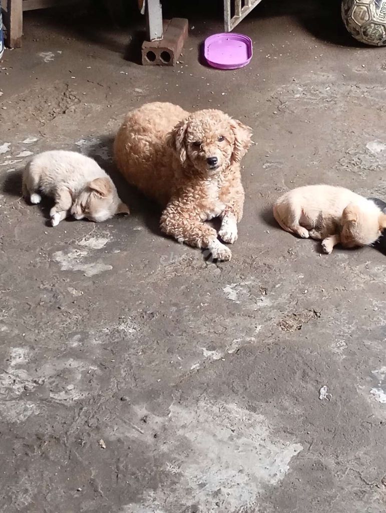 có 3 em 1mẹ và 2 con đã ăn cơm chó khoẻ mạnh . Mua bán Chó tại Thị xã Từ Sơn Bắc Ninh được đăng bởi Văn Liêm hình 1