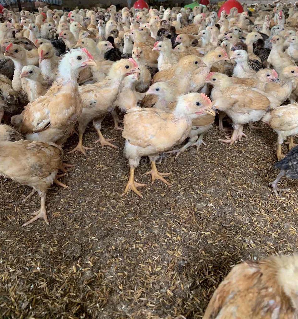 Gà ri vàng rơm 5-6 lạng/con. Mua bán Gà tại Thành phố Thủ Đức Tp Hồ Chí Minh được đăng bởi NGUYEN THIEN hình 1