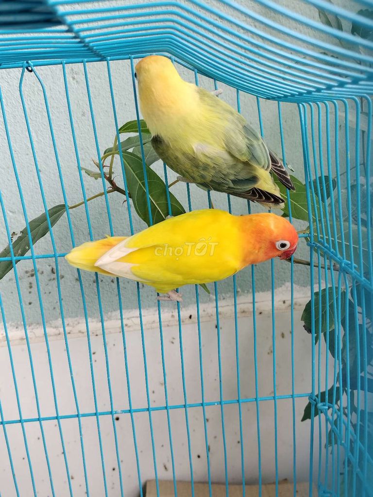 Cặp vet lovebirds euwing, vet xichchc thái trống