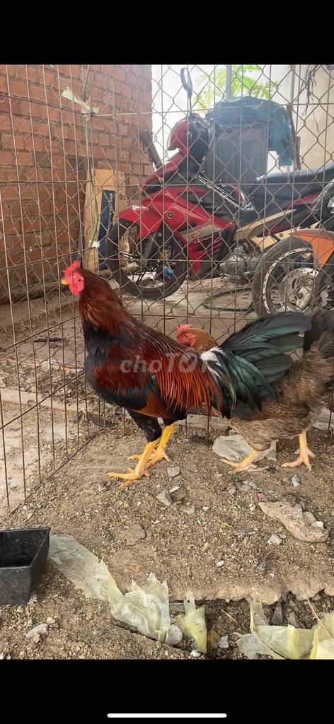 Gà chọi Điều 3kg 1 tháng. Mua bán Gà tại Huyện Trảng Bom Đồng Nai được đăng bởi Phước hình 1