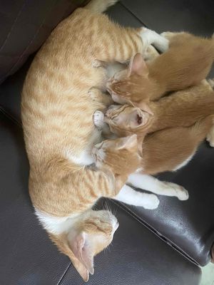 Thanh lý bầy mèo mẹ và con