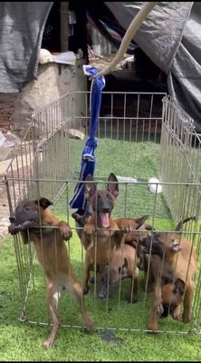 Malinois thuần chủng màu đỏ gầm đen nha cả nhà. Mua bán Chó tại Huyện Bình Chánh Tp Hồ Chí Minh được đăng bởi Giang Dương 