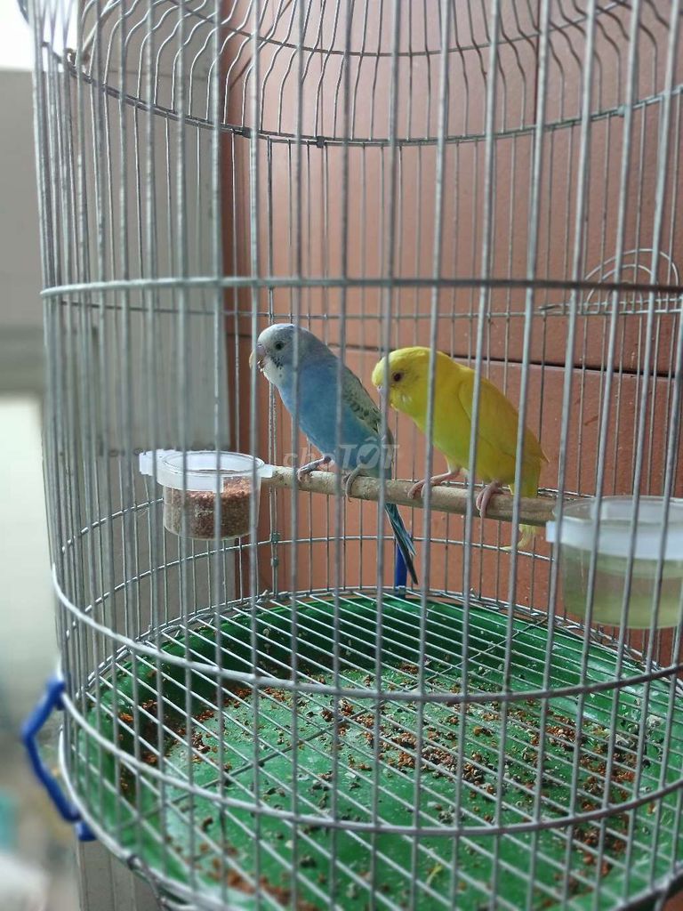 Chim Yến Phụng trống Xanh Vàng khỏe mạnh. Mua bán Chim tại Quận 4 Tp Hồ Chí Minh được đăng bởi Tuấn kiệt Phạm hình 1