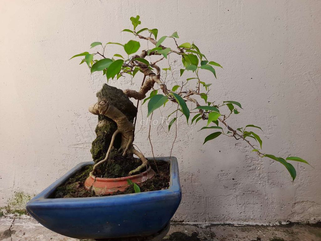 Sanh ôm đá bonsai