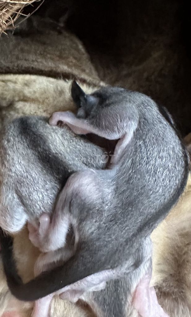 Sóc úc baby. Mua bán Thú cưng khác tại Quận 12 Tp Hồ Chí Minh được đăng bởi HongPhong hình 1