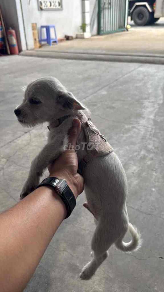 Chó Poodle Chihuahua lai Trắng. Mua bán Chó tại Quận Bình Thuỷ Cần Thơ được đăng bởi Lê Hoàng tỷ hình 1