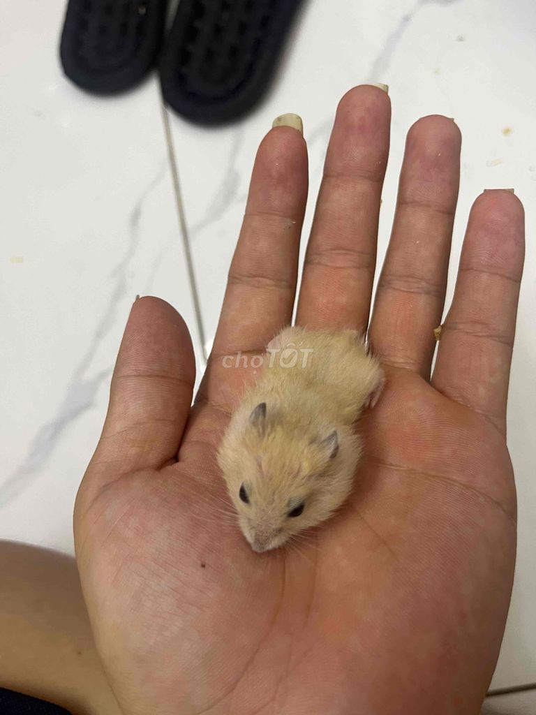 Chuột hamster ww bông lan. Mua bán Thú cưng khác tại Huyện Thanh Trì Hà Nội được đăng bởi Tên chưa cung cấp hình 1