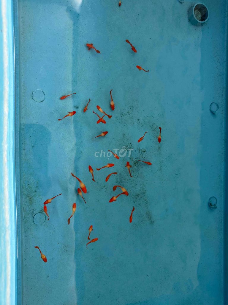 Cá Koi Red Ear Guppy 35 con Đỏ. Mua bán Thú cưng khác tại Quận Hải Châu Đà Nẵng được đăng bởi Mai Phương hình 1
