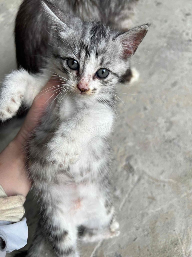 Mèo Anh lông dài cái. Mua bán Mèo tại Thành phố Bến Tre Bến Tre được đăng bởi Trương Quốc Khang hình 1