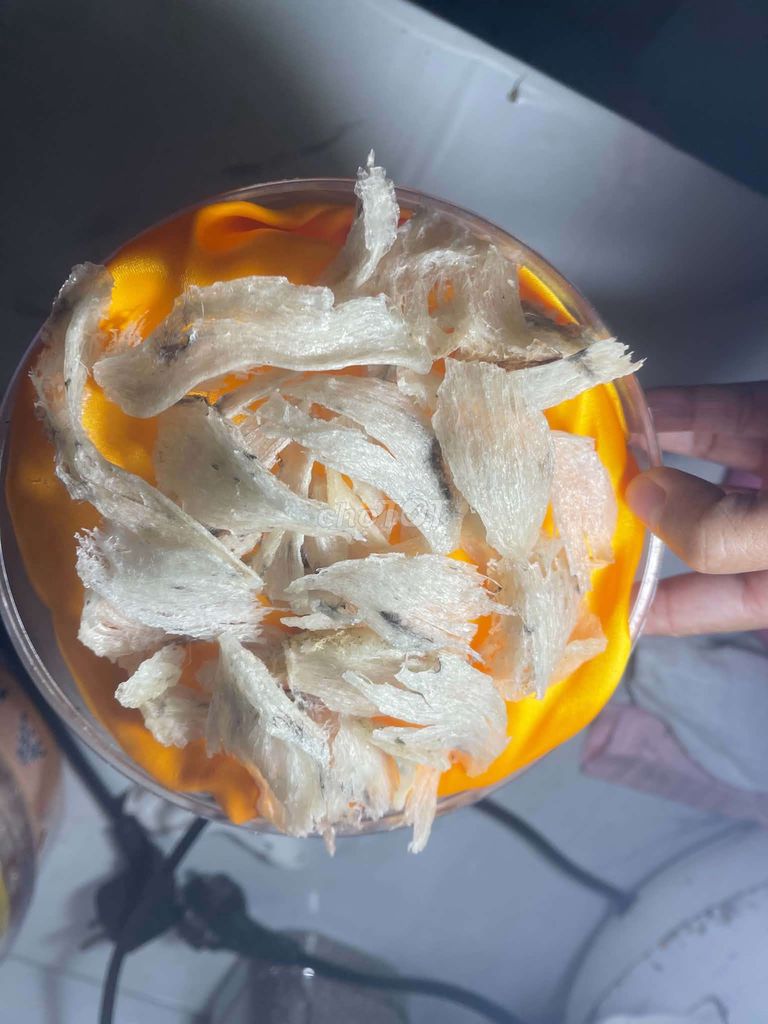 Yến sào 50g chân già sợi dai. Mua bán Đồ ăn, thực phẩm và các loại khác tại Quận 12 Tp Hồ Chí Minh được đăng bởi Phạm Duy Hà  hình 1