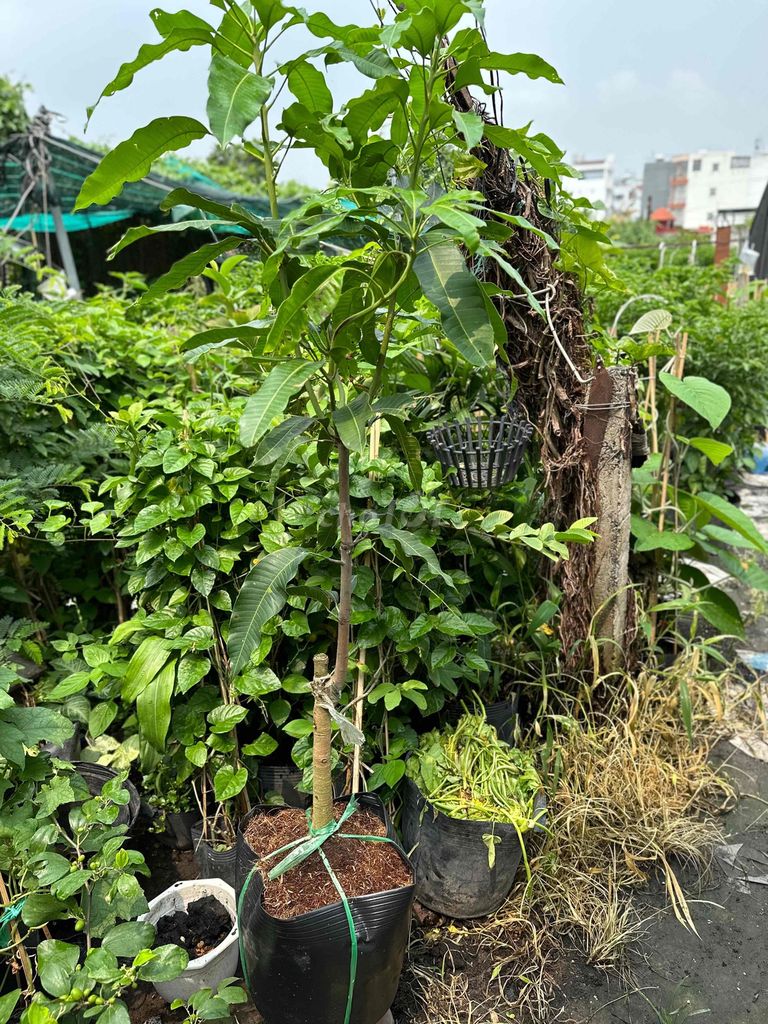 cây xoài cát hòa lộc. Mua bán Đồ ăn, thực phẩm và các loại khác tại Quận Gò Vấp Tp Hồ Chí Minh được đăng bởi Vườn Kiểng Nhà Nị Ny hình 2