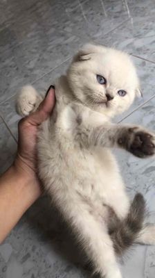mèo aln - trắng viền tai chân đuôi xám - 2 tháng