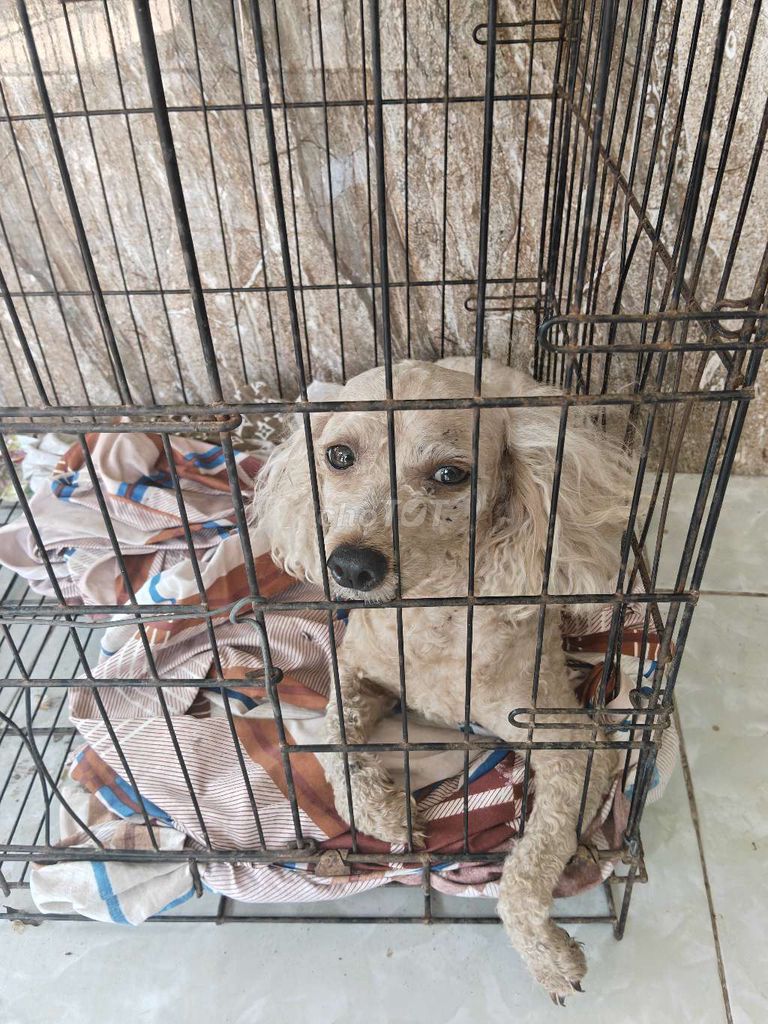 Chó Poodle cái. Mua bán Chó tại Quận Cái Răng Cần Thơ được đăng bởi  Nghĩa Hậu Giang hình 1