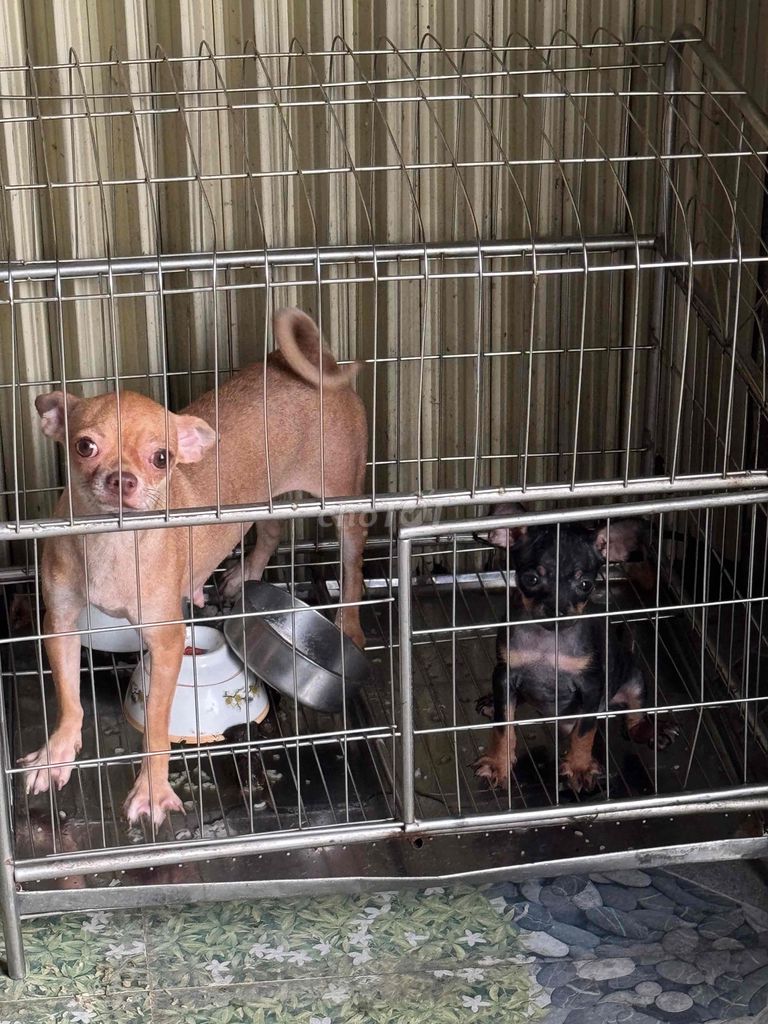 bán chihuahua bắc ninh. Mua bán Chó tại Thành phố Bắc Ninh Bắc Ninh được đăng bởi Phuong Anh hình 6