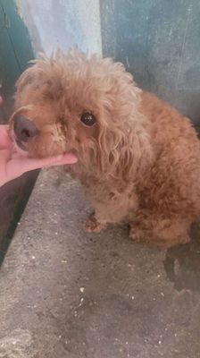 Chó Poodle nâu đỏ