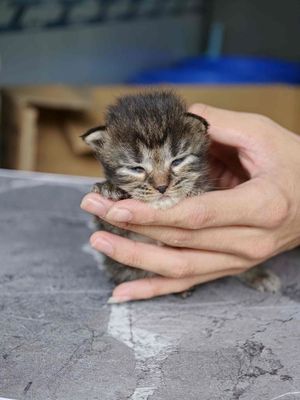 Mèo Tabby xám Đực Cái