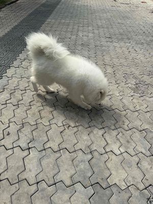 Chó Samoyed cái 7 tháng tuổi