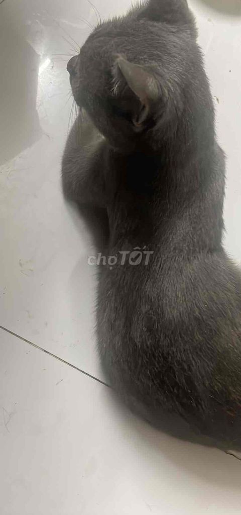 Mèo Xám lông mềm mượt đã tiêm. Mua bán Mèo tại Quận 12 Tp Hồ Chí Minh được đăng bởi Phương Thy hình 1