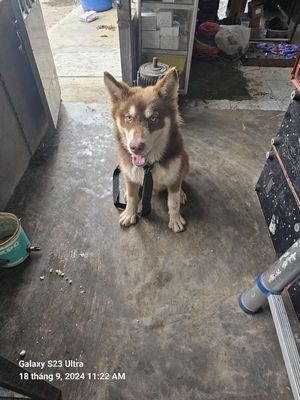 Chó alaska. Mua bán Chó tại Huyện Thoại Sơn An Giang được đăng bởi Hung