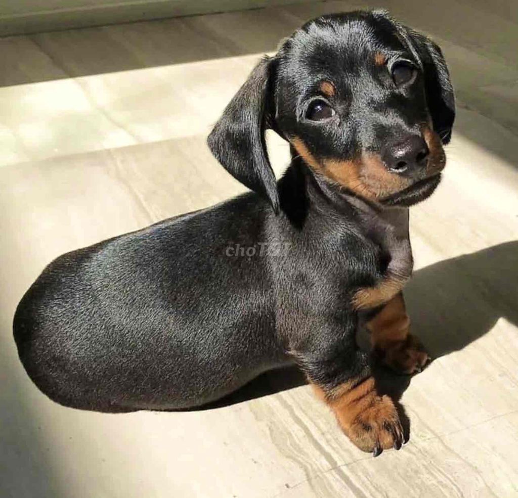 Chó lạp xưởng- thần tài ( dachshund) nhà nuôi. Mua bán Chó tại Thành phố Huế Thừa Thiên Huế được đăng bởi Chaien Pet Shop hình 1