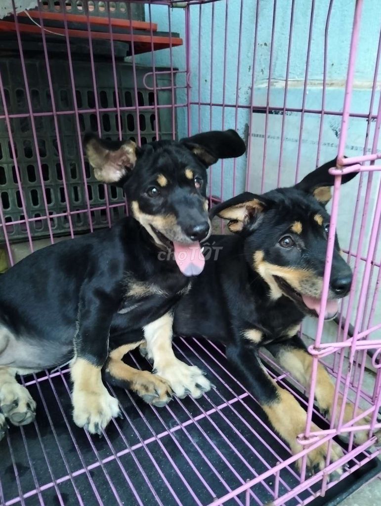 Chó berger lai Rottweiler to con canh nhà lưỡi đốm. Mua bán Chó tại Quận 12 Tp Hồ Chí Minh được đăng bởi Huỳnhpetshop hình 2