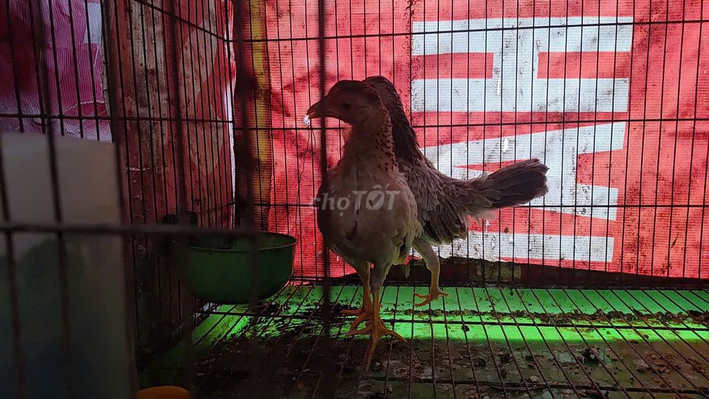Gà tre Bắc mái làm giống. Mua bán Gà tại Quận Bình Thạnh Tp Hồ Chí Minh được đăng bởi Thành hình 1