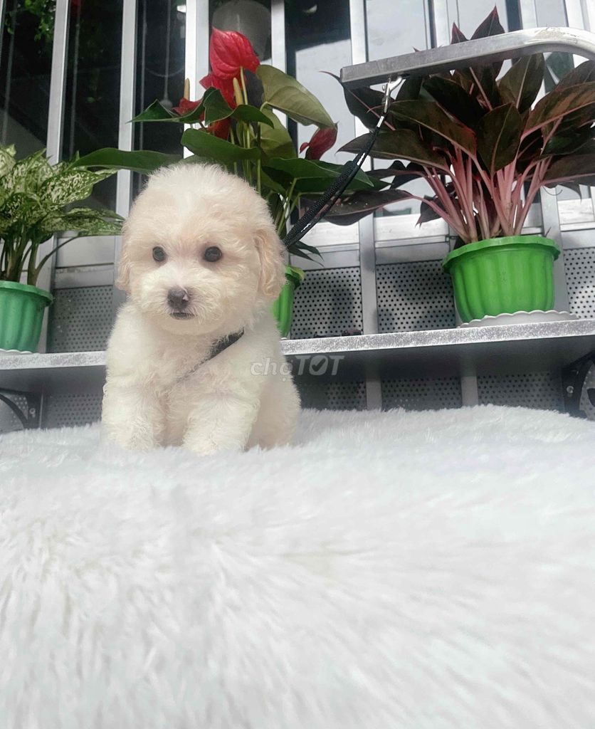 poodle bò vàng đực và cái