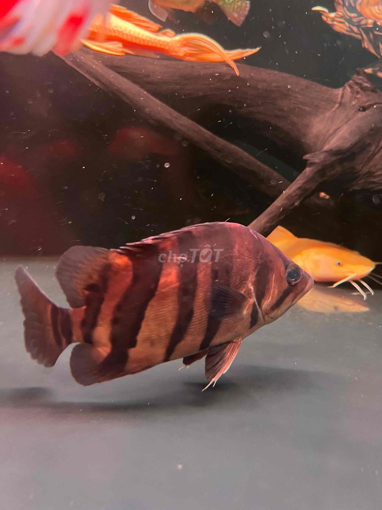Cá cảnh Hổ su Nâu Đen 22cm. Mua bán Thú cưng khác tại Huyện Củ Chi Tp Hồ Chí Minh được đăng bởi Tuấn Bảo hình 1