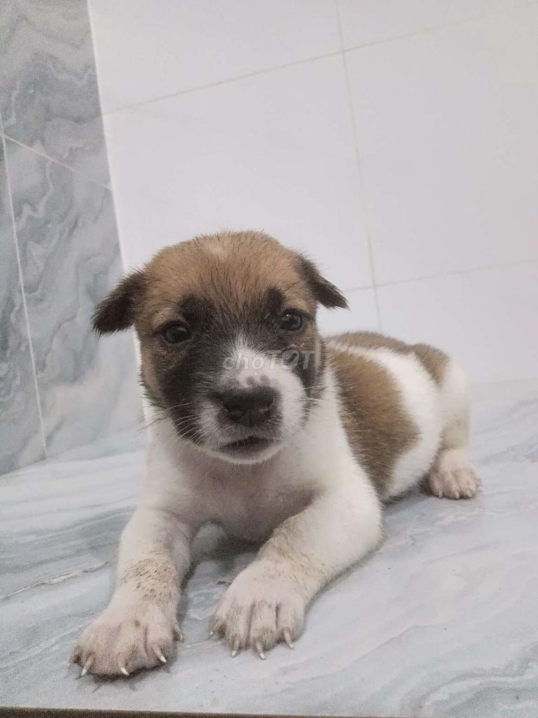Chó Corgi lai Nhật hiền ngoan dễ gần. Mua bán Chó tại Quận 6 Tp Hồ Chí Minh được đăng bởi Tăng Chí Lương  hình 1