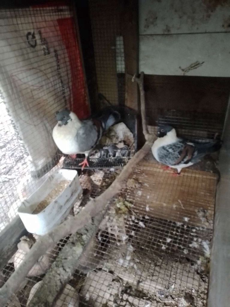 Chim bồ câu Trắng, Xám, Đen. Mua bán Chim tại Huyện Châu Thành Bến Tre được đăng bởi Duy Ngọc hình 1