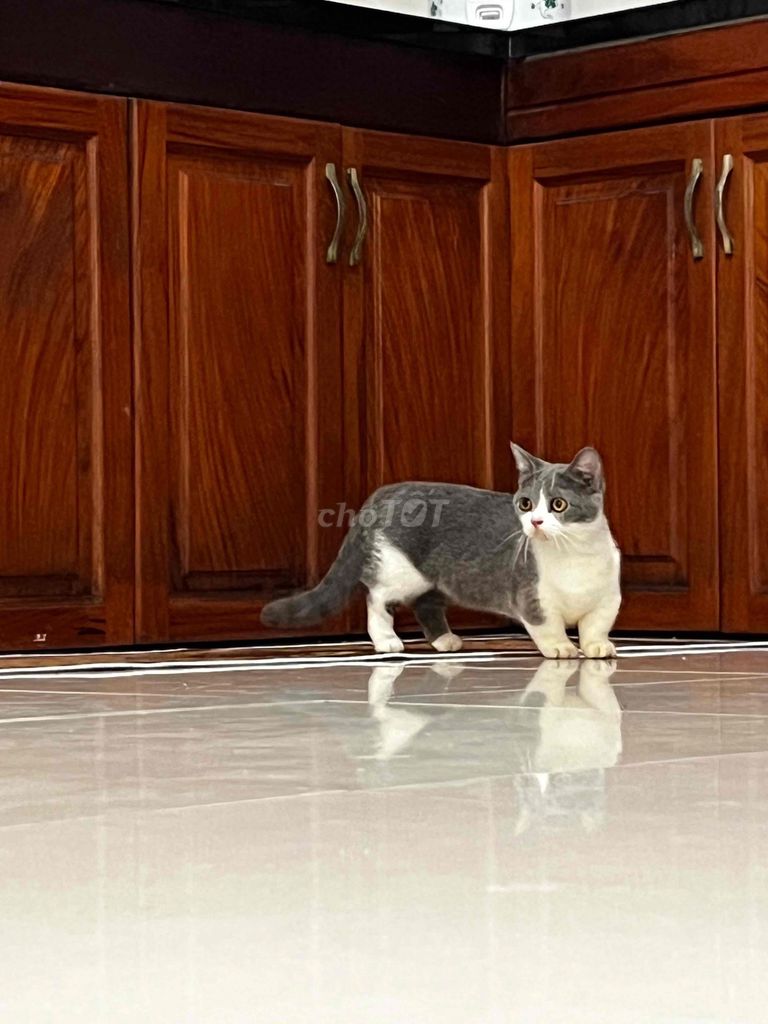 Mèo Munchkin Xám trắng chân ngắn đã tiêm ngừa. Mua bán Mèo tại Huyện Hóc Môn Tp Hồ Chí Minh được đăng bởi HP Academy hình 1