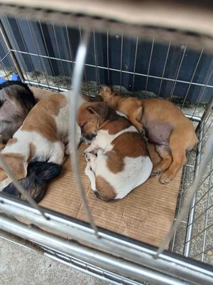 chó cảnh. Mua bán Chó tại Thành phố Thanh Hóa Thanh Hóa được đăng bởi dương 