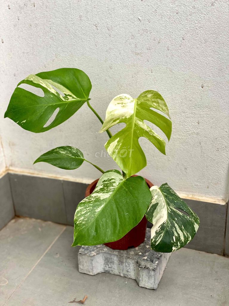 Cây Monstera Albotiger ( Trầu bà lá sẻ đột biến). Mua bán Cây cảnh, đồ trang trí tại Quận Bắc Từ Liêm Hà Nội được đăng bởi Anh Phan Anh hình 1