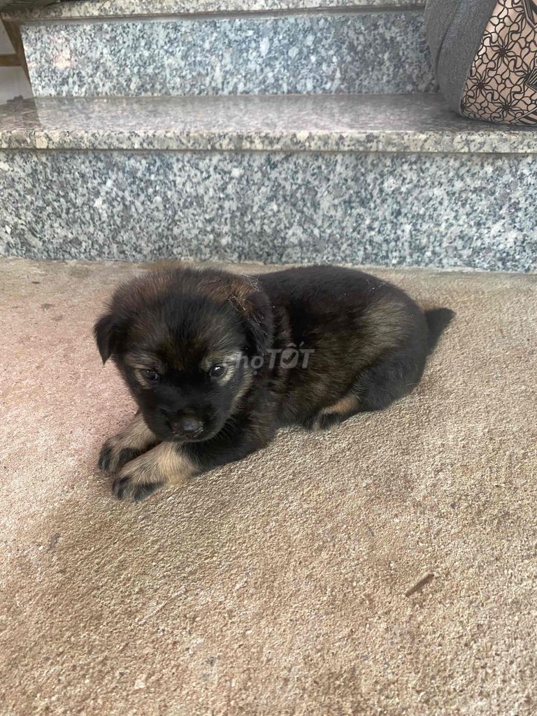 Chó con Đen nâu Con non. Mua bán Chó tại Thành phố Thủ Dầu Một Bình Dương được đăng bởi từ gia huy hình 1