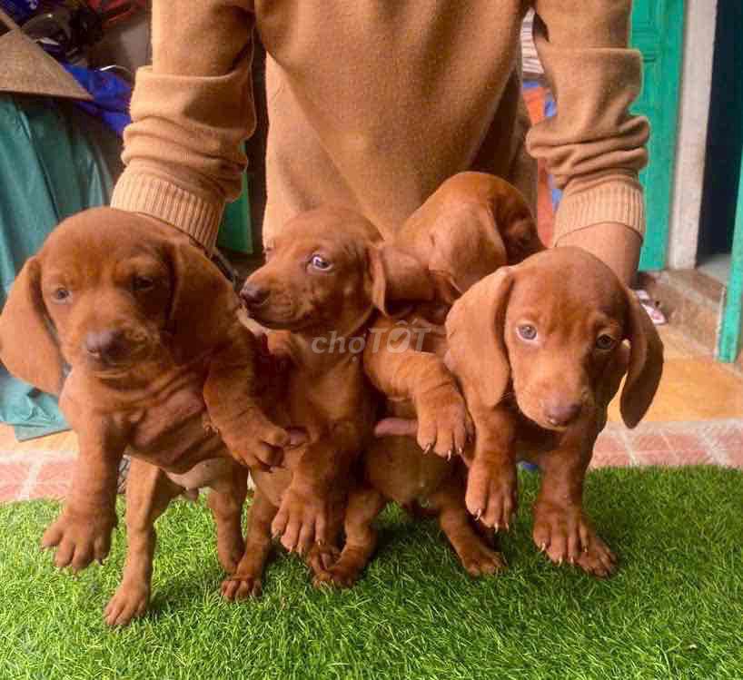 Chó lạp xưởng thuần chủng. Mua bán Chó tại Quận Cẩm Lệ Đà Nẵng được đăng bởi Anh Pet Shop hình 1