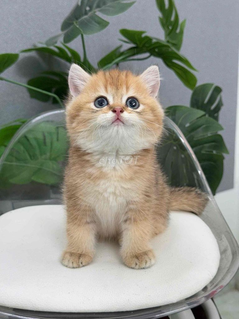 Mèo Anh lông ngắn màu Golden. Mua bán Mèo tại Quận 7 Tp Hồ Chí Minh được đăng bởi ti pet town hình 1
