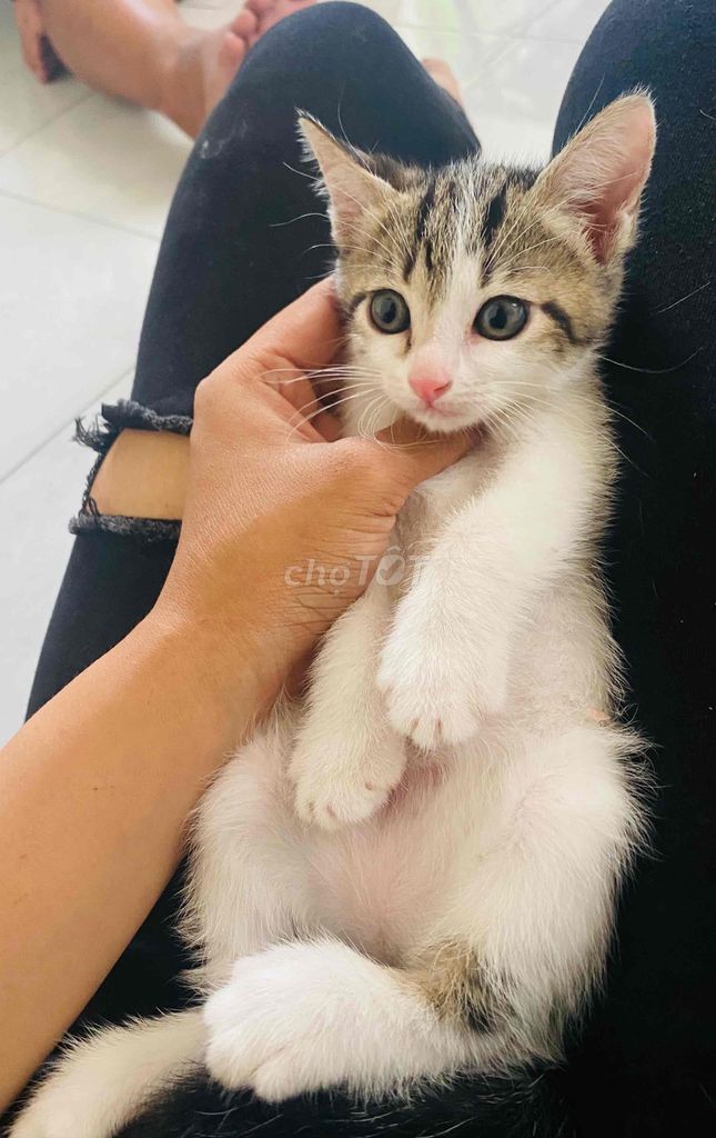 Mèo ALn mặt bánh bao. Mua bán Mèo tại Quận Gò Vấp Tp Hồ Chí Minh được đăng bởi Ngọc hình 1