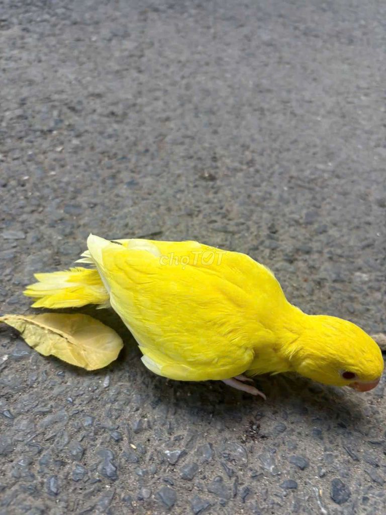 chim ringneck. Mua bán Chim tại Quận Cầu Giấy Hà Nội được đăng bởi Shop chim vẹt  hình 1