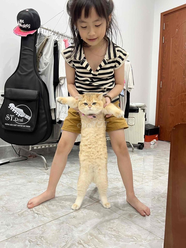 Golden anh long ngân